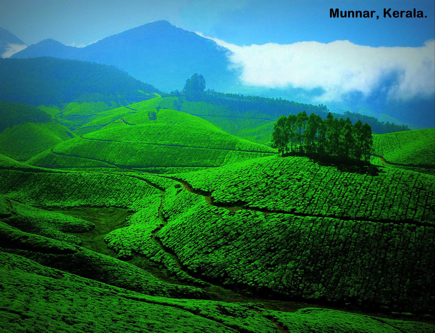 Kerala Honeymoon special (4N/5D): Stay in 3 Star Hotels + 2 Nights in Munnar + 2 Nights in Thekkady + Elephant Safari & More!