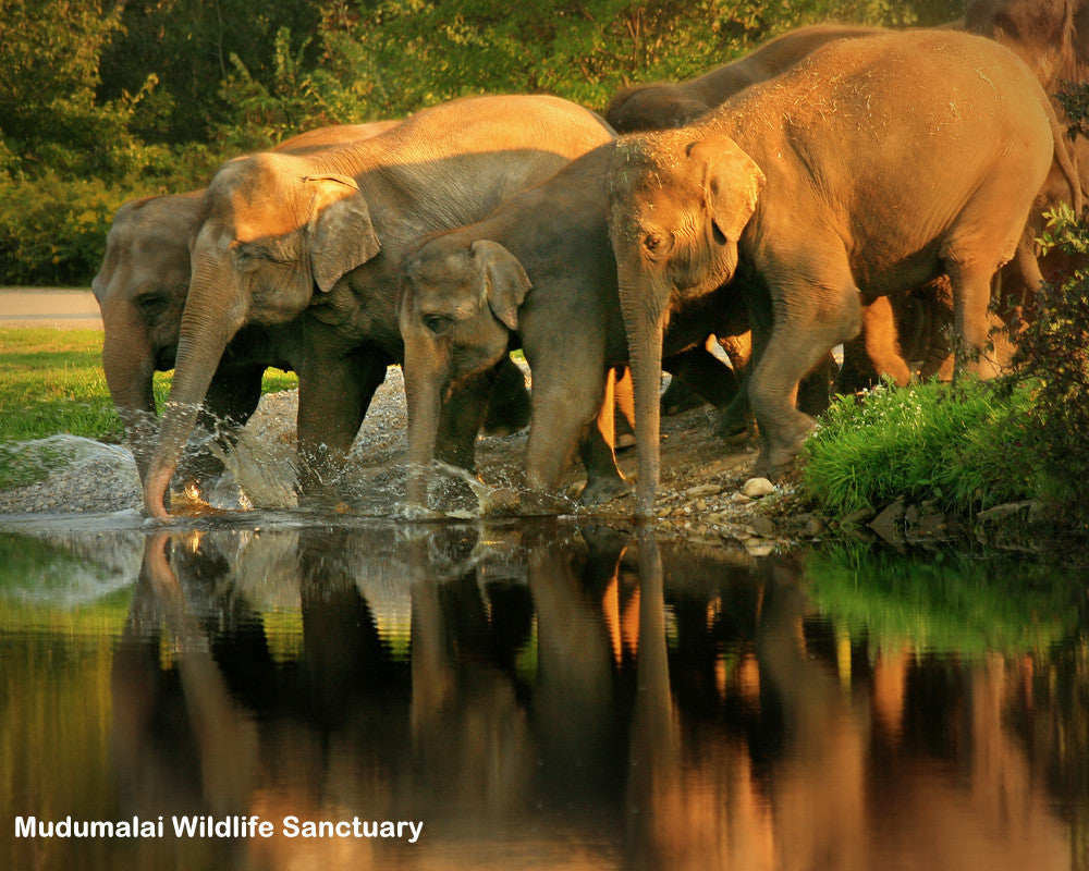 Ooty (Queen of hill stations):-3Nights / 4Days: Stay in 3 Star Hotel + Ooty-Coonoor Sightseeing  & More!