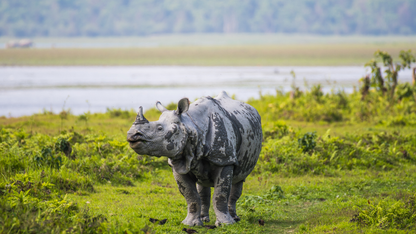 Assam,  Meghalaya  &  Arunachal