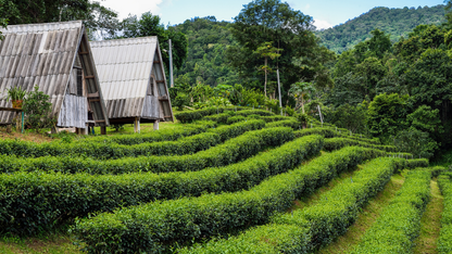 Assam,  Meghalaya  &  Arunachal