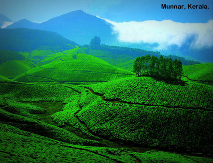 Kerala Honeymoon special (Leisurely 5N/6D): Stay in 3 Star Hotels + 2 Nights in Munnar + 2 Nights in Thekkady + 1Night stay in AC Deluxe Houseboat at Alleppey (Kerala Backwaters) & More!