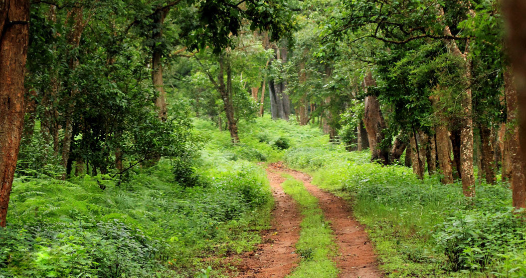 Koynanagar: Stay in Dam View Standard Room  + Campfire + All meals (Veg/Non-veg)