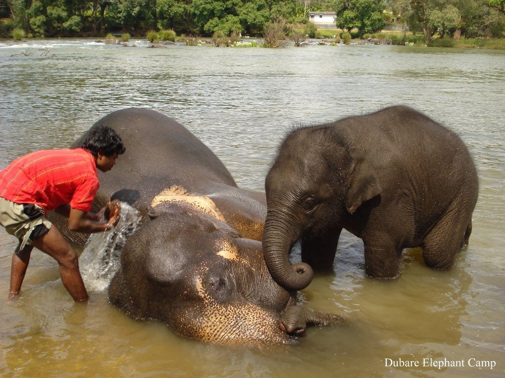 Coorg (Scotland of India):- 4Nights / 5Days: Stay in Lo Holidays Verified Luxury Resort/Hotel + Mysore/Coorg Sightseeing  & More!