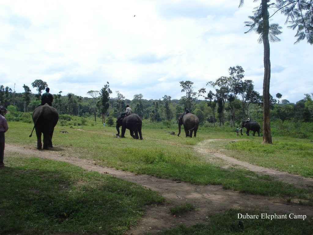 Coorg (Scotland of India):- 4Nights / 5Days: Stay in Lo Holidays Verified Luxury Resort/Hotel + Mysore/Coorg Sightseeing  & More!