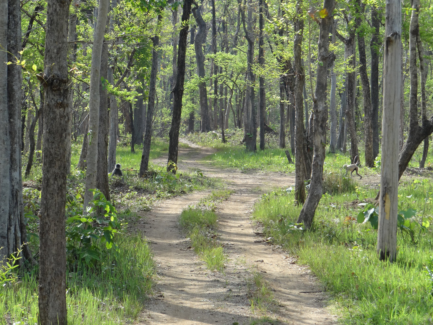 Nagzira : 2 Nights Stay in Jungle, 4 Jungle Safaris in Open Gypsy with Experience Guide, Breakfast & More!