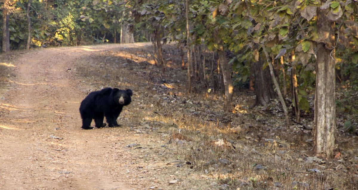 Nagzira : 2 Nights Stay in Jungle, 4 Jungle Safaris in Open Gypsy with Experience Guide, Breakfast & More!