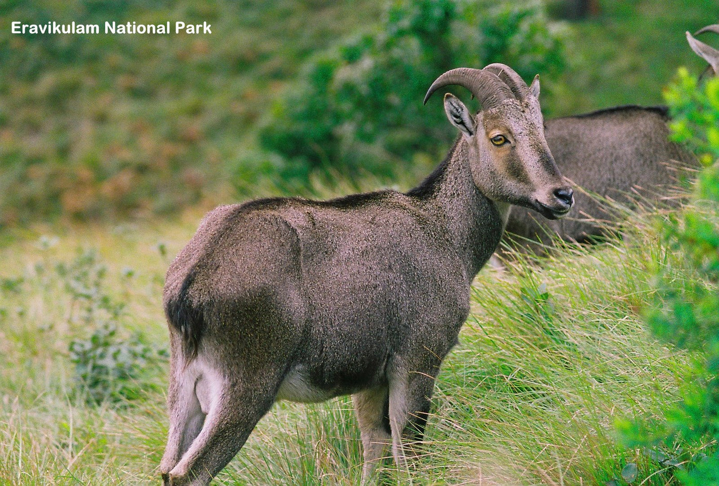 Kerala (4N/5D): Stay in 3 Star Hotels + 2 Nights in Munnar + 2 Nights in Thekkady + Elephant Safari & More!