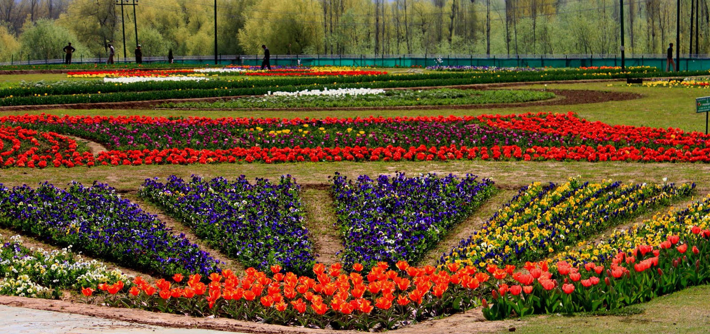 Kashmir Special (5 nights / 6 days) - Stay in premium houseboat, 3 Star hotel, Sightseeing & More!