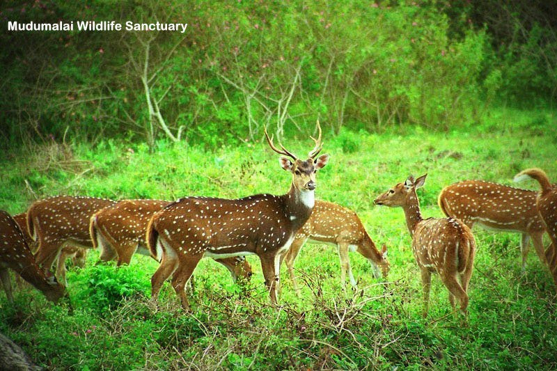 Ooty (Queen of hill stations):-3Nights / 4Days: Stay in 3 Star Hotel + Ooty-Coonoor Sightseeing  & More!