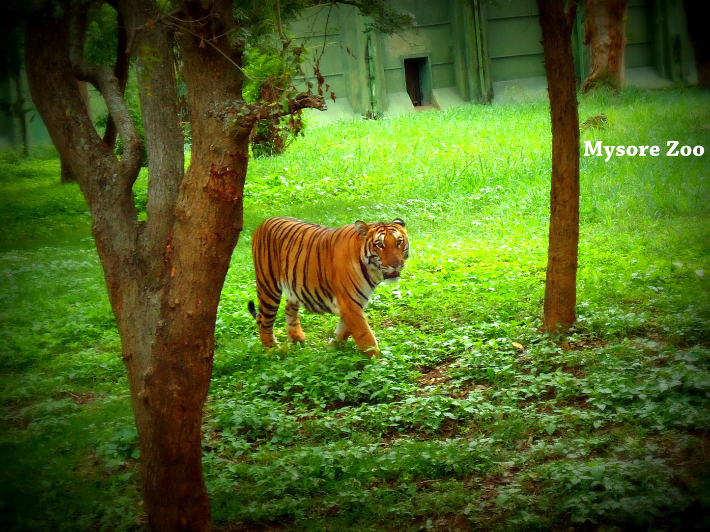 Coorg (Scotland of India):- 4Nights / 5Days: Stay in Lo Holidays Verified Luxury Resort/Hotel + Mysore/Coorg Sightseeing  & More!
